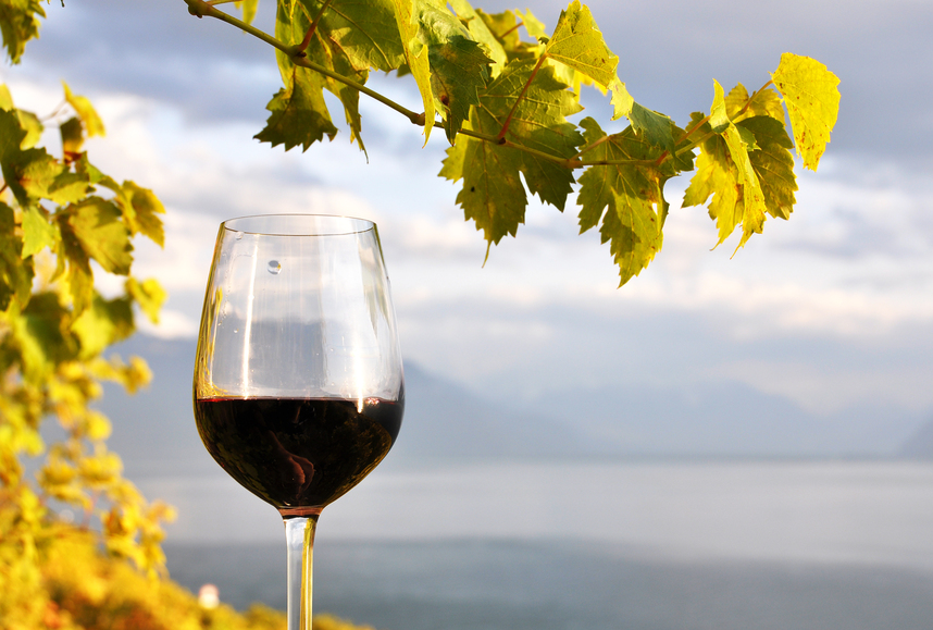 Red wines to drink cold in summer: characteristics and pairings
